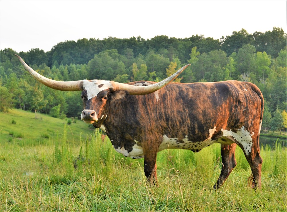 Texas Longhorns For Sale In North Carolina